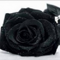 Autopsy Post Services