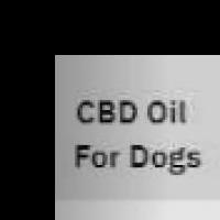 CBD Oil  4 Dogs