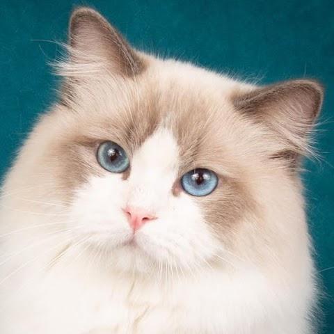 Ragaliciousrag Dolls